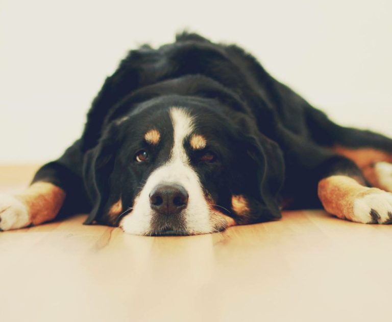 Hund von Filou – treuer Begleiter im Alltag von fluments und Namensgeber